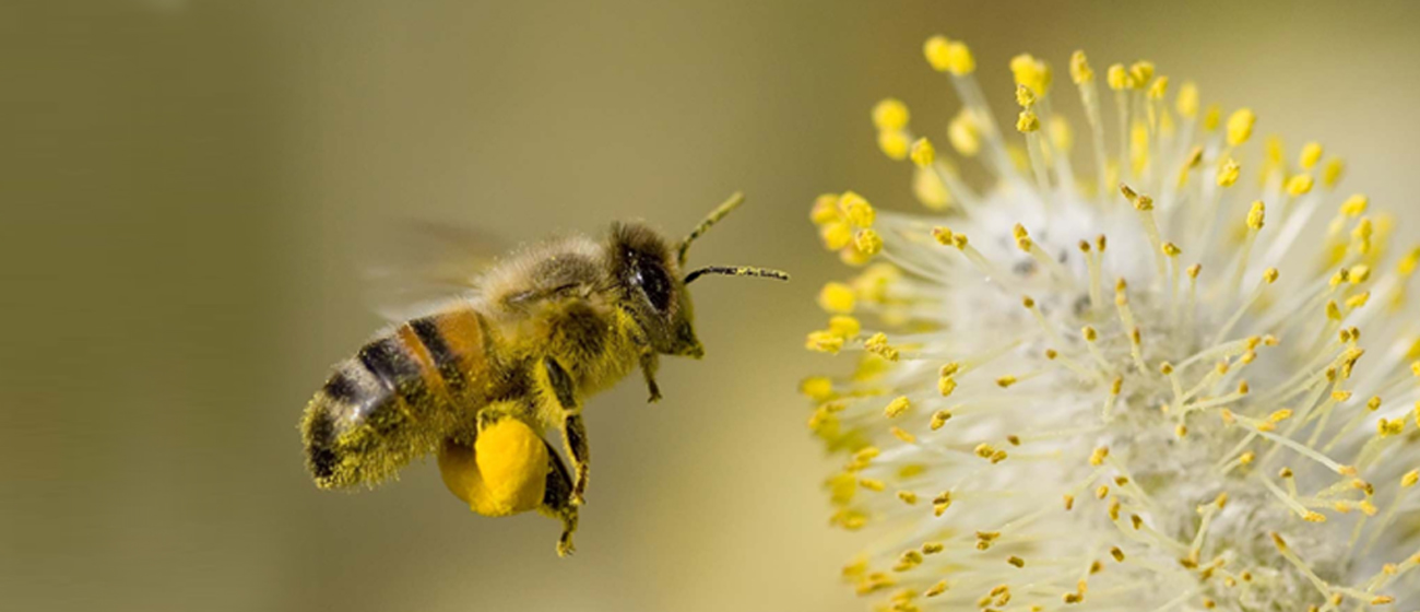 زنبور عسل میلا دانه